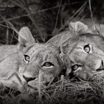 Andy Biggs: the LIfe of a Wildlife Photographer