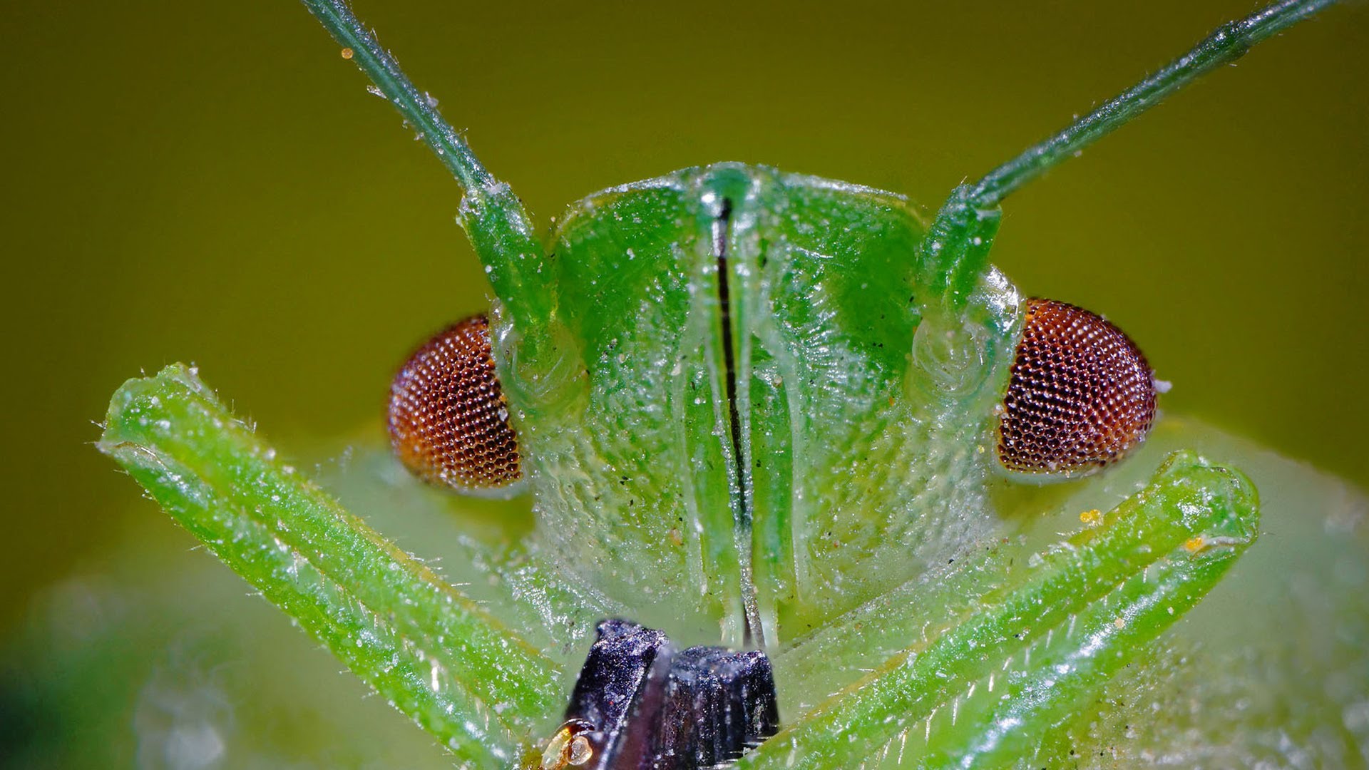 extreme macro photography